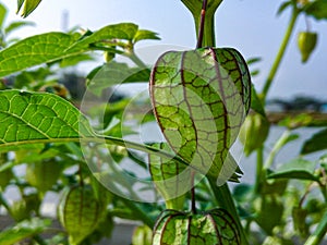 Physalis or cape gooseberry,ground cherry fruit on the plant in garden with natural background. Groundcherries Physalis peruviana.