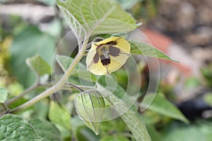Cape gooseberry Physalis peruviana yellow flower and unripe berry