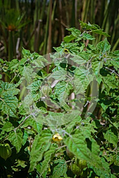 Cape Gooseberry Plant (Physalis peruviana photo