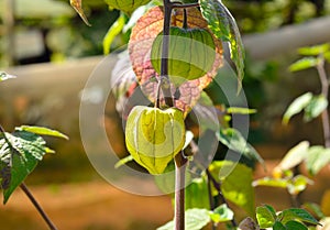Cape-gooseberry tree