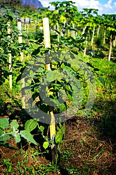 Cape gooseberry tree farm