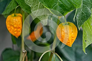 Cape gooseberry woth green leafs