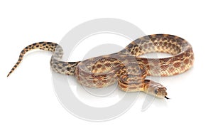 Cape Gopher Snake