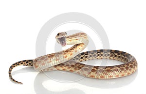 Capa roedor serpiente 