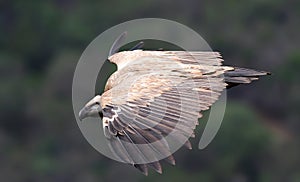 Cape Griffen Vulture