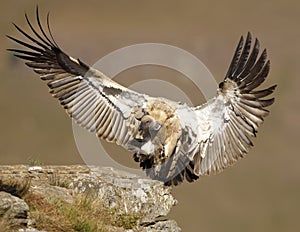 The Cape Griffon or Cape Vulture