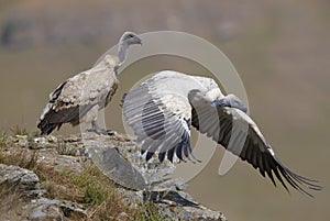 The Cape Griffon or Cape Vulture