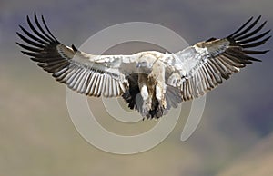 The Cape Griffon or Cape Vulture photo