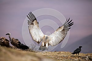 The Cape griffon or Cape vulture Gyps coprotheres, also known as Kolbe`s vulture landing on the edge of the rock among other