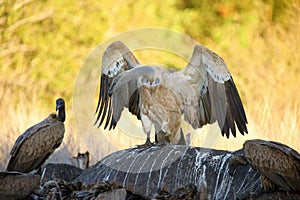The Cape griffon or Cape vulture Gyps coprotheres, also known as Kolbe`s vulture sitting on the hippo`s carcass in bush in the