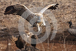 The Cape griffon or Cape vulture Gyps coprotheres landing at prey in the savannah on the plains