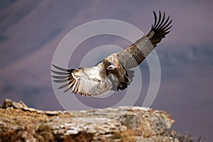 The Cape griffon or Cape vulture Gyps coprotheres landing on the rock. Huge vulture in purple light of rising sun