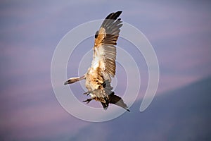 Cape griffon or Cape vulture Gyps coprotheres landing on the rock.A large African vulture lands in Drakensberg in the