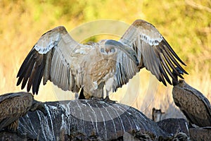 The Cape griffon or Cape vulture Gyps coprotheres sitting on the remains of a hippo.Typical behavior of bird scavengers around