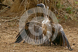 Cape Griffon or Cape Vulture (Gyps coprotheres)