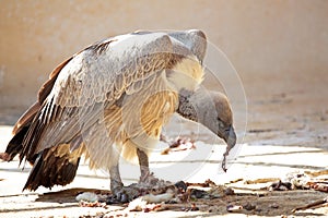 Cape Griffon tear off pieces of flesh from a carcass