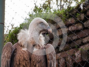 Cape Griffon Vulture