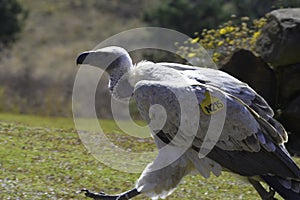 Cape Griffon vulture in Drakensberg South Africa