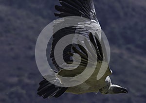 Cape Griffon vulture in flight in Drakensberg South Africa