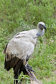Cape Griffon Vulture (Gyps coprotheres) photo