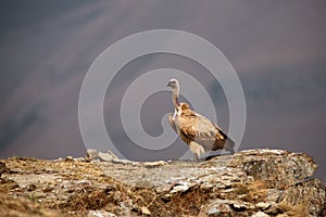 The Cape griffon or Cape vulture Gyps coprotheres sitting on the rock. A large vulture sits on a rock in the Giant Castle area