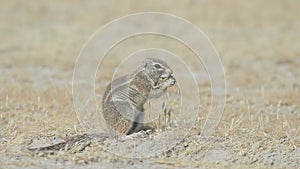 Cape ground-squirral, Xerus inauris