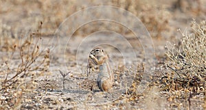 Cape Ground Squirrel