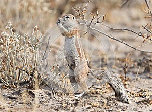 Cape Ground Squirrel