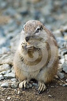 Cape ground squirrel