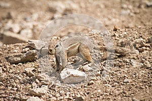 Cape Ground Squirrel