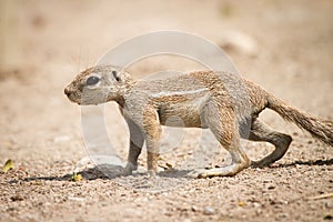 Cape Ground Squirrel