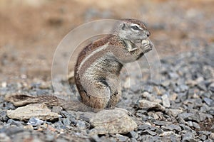 Cape Ground squirrel