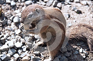 Cape Ground Squirrel