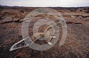 Cape ground squirrel