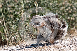 Cape Ground Squirrel