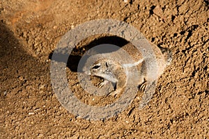 Cape ground squirrel