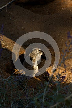 Cape ground squirrel