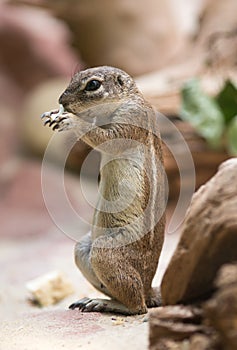 Cape Ground Squirrel