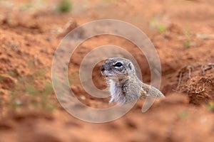 Cape Ground Squirrel or African Ground Squirrel