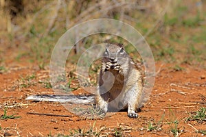 Cape Ground Squirrel or African Ground Squirrel