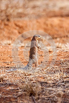 Cape Ground Squirrel or African Ground` Squirrel` (Xerus inauris). South Africa