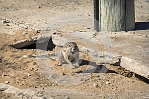 Cape ground squirrel