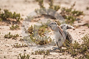 Cape ground squirrel in Kgalagadi transfrontier park, South Africa