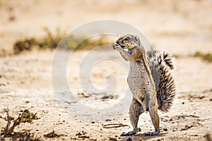 Cape ground squirrel in Kgalagadi transfrontier park, South Africa