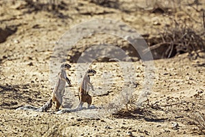 Cape ground squirrel in Kgalagadi transfrontier park, South Africa