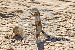 Cape ground squirrel in Kgalagadi transfrontier park, South Africa