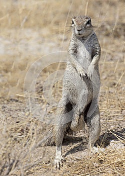 Cape ground squirrel in Namibia