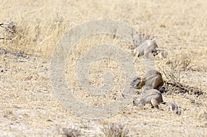 Cape ground squirrel in Namibia