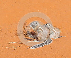 Cape Ground Squirrel Pair