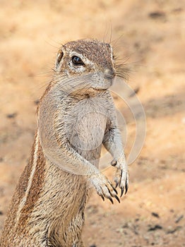 Cape Ground Squirrel Portrait